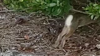 A Rabbit 🐇 Spotting in Beach|Nature 🌿🍃🌳🌱 ⛱️🏖️