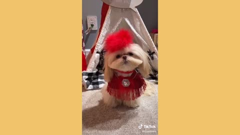 2020 RUINED THESE DOGS' FASHION RUNWAY | Love it couldn’t wear it tiktok compilation