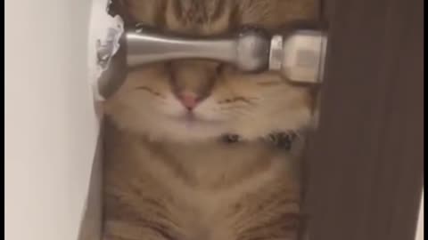 Funny cats 8