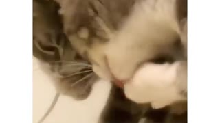 The cat licks its lips and sees itself in the mirror
