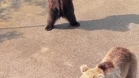 Bear ask for treats