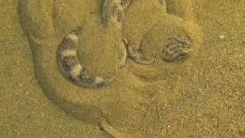 Snake Hiding itself in the Sand #shorts #viral #shortsvideo #video