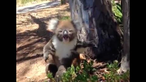 Two koalas fought over a tree, and the loser could cry for three hours!