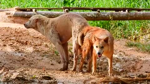 Two dogs make love in the morning on road in a village