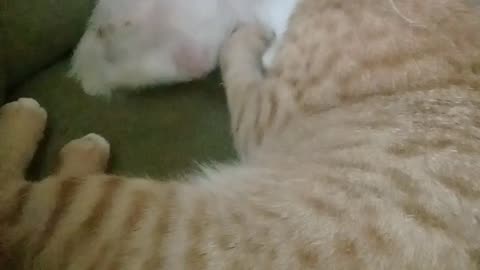 Kitten played Ginger cat
