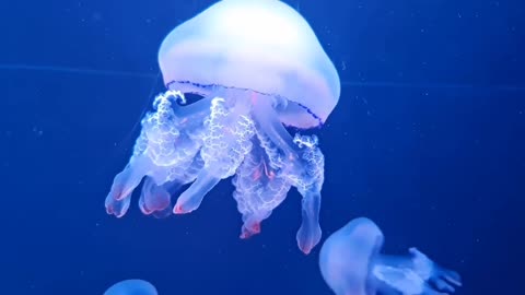 Awesome Blue Jellyfishes #shorts #shortvideo #video #virals #videoviral