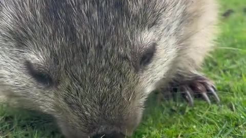 Wombat MONCH ASMR