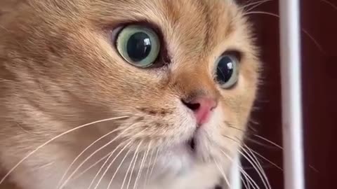 "Adorable Kitten Speaks Their Mind: A Feline's Perspective"