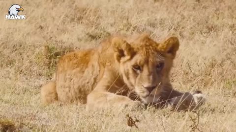 30 Times Injured, Lions Fight For Life and.............. Animal Fights
