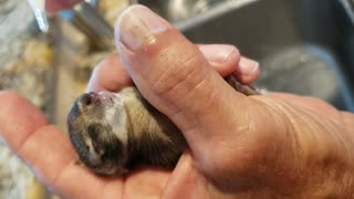 Rabbit becomes Lazarus after being raised from the dead