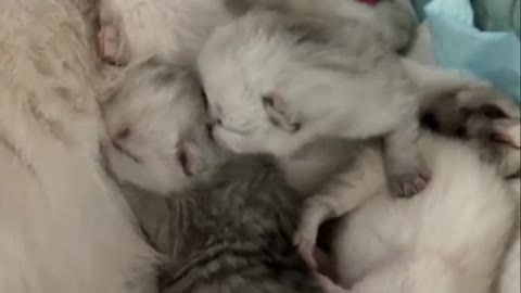 A litter of cute kittens