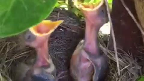 Baby birds eagerly await mother's return