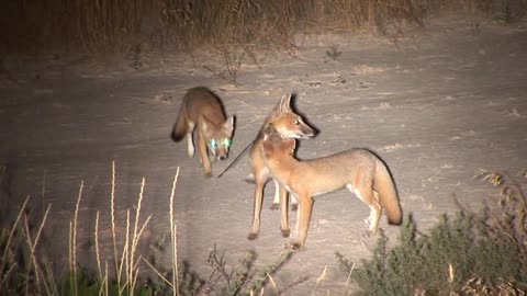 Fastest Fox: The Tiny Fox You’ve Likely Never Heard Of - SWIFT FOX