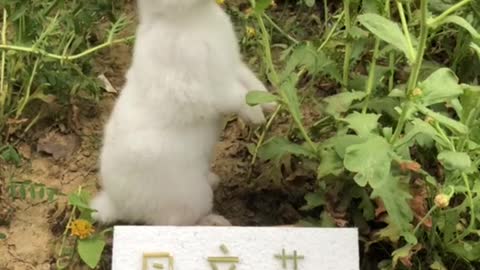 White rabbit's hay and carrots