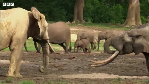 Lost Elephant Calf Cries Out For Mother Natural World Forest elephants BBC Earth