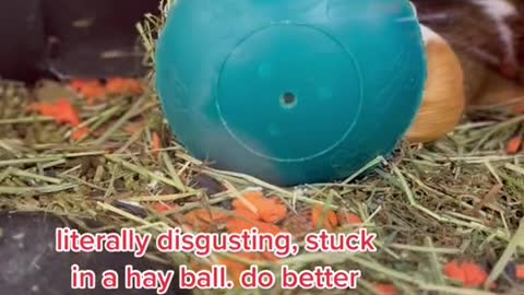 literally disgusting, stuck in a hay ball. do better petsmart.