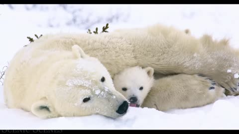 Baby Animals 4K - Amazing World Of Young Animals - Scenic Relaxation Film.