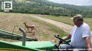 DEER SEES DEERE! Curious Doe and Fawn Check Out Farmer's John Deere Tractor