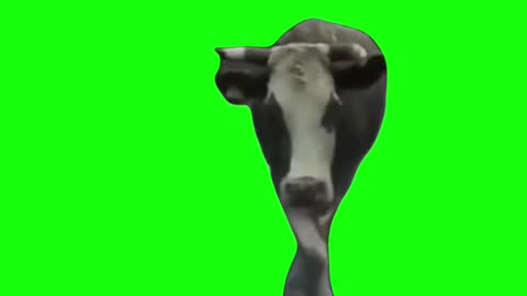 Cow Model Walking | Green Screen