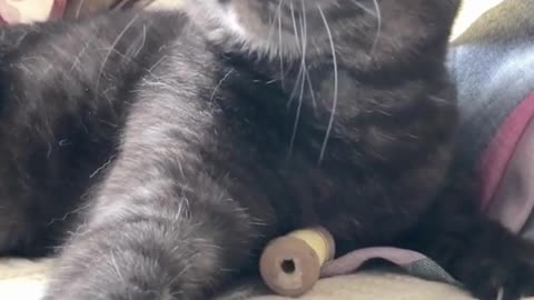Angry Black Cat Wholesome and Hilarious Pets Funny Video Shorts! 😊🐾