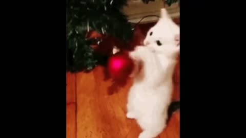 cute dogs and cats at Christmas