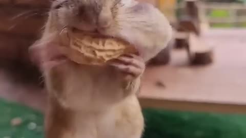 cute chipmunk a jar of peanuts 🥰