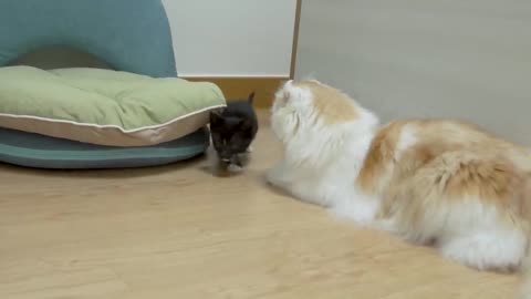 What Happens When a Rescued Kitten Faces a Giant Furry Cat Up Close │ Episode.13