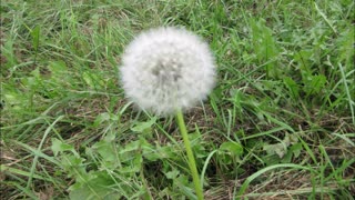 Source of Vitamins A, C, K, E and More Dandelion Sept 2022