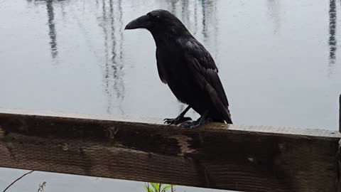 Ravens are really cool birds, unless they get your loaf of bread...