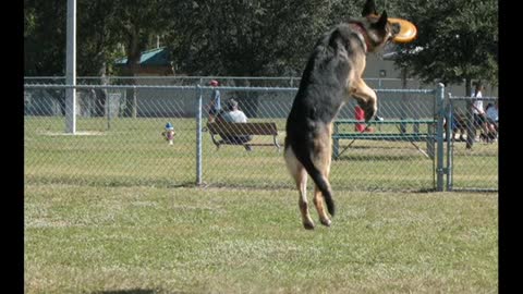 Teaching German Shephard Pup to catch a Frisbee