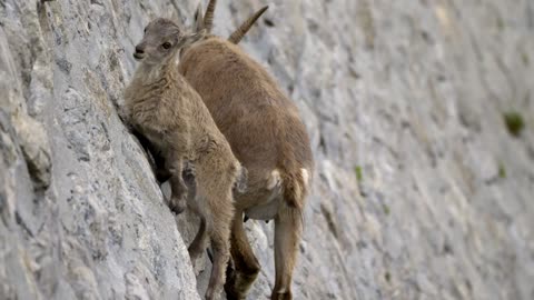 The incredible ibex defies gravity and climbs a dam