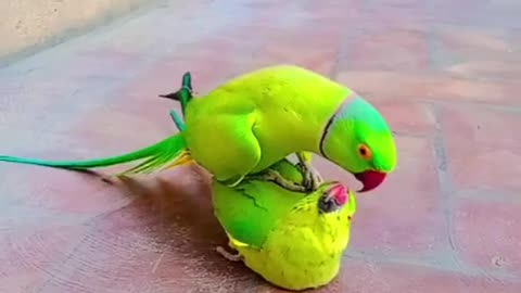 Parrot 🦜 male female 🦜 Parrot 🦜 kissing 💋 ❤️