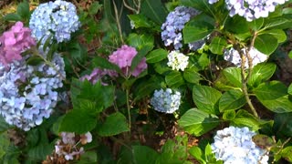 Hydrangea flower.