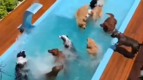 Today All dogs are bathing 🧼🧼