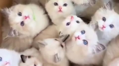 very cute kitten