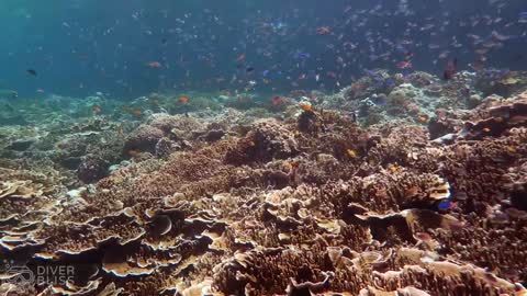 Scuba Diving Pescador Island in Moalboal, Cebu, Philippines