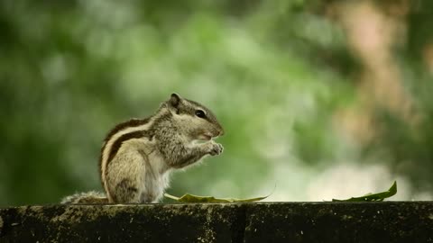 Squirrel chipmunk rodent...!!!