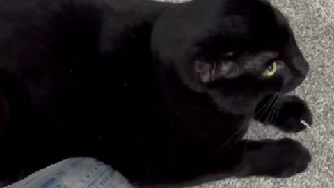 Adopting a Cat from a Shelter Vlog - Cute Precious Piper Finds an Air Mattress in the Office