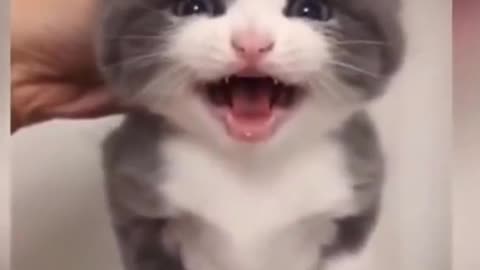 Cute kitty crying