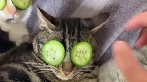 Three cats relaxing next to their master after a warm bath