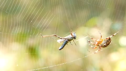 crusader-garden- arachnids-insect