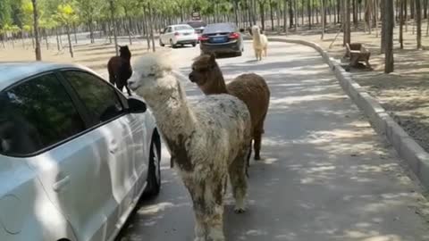 alpacas