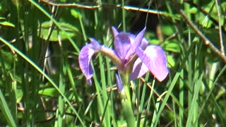 Northern Blue Flag