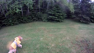 May 28th, 59º Heavy rain overnight, lighter now. Flynn and I walk in the yard