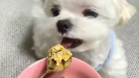 Adorable PUPPY Always hungry cute😋 viral puppy video Part-2 | white cute puppy