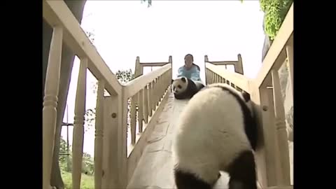 Compilation of adorable animal videos: cute baby pandas in 2021