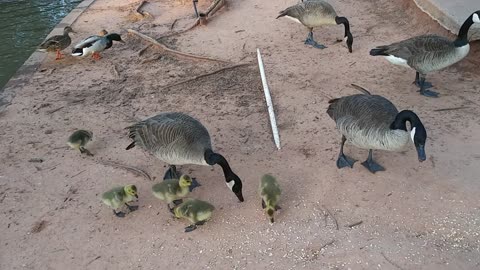 Momma & Daddy Goose Protecting Their Babies