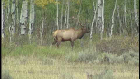 Big Idaho Bull Elk!