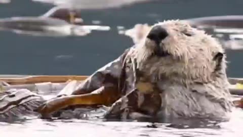 SEA OTTERS SPEND MUCH OF THEIR TIME GROOMING ~THEY DO THIS WHILE FLOATING IN THE WATER OFTEN HOLDING ON TO SEAWEED TO KEEP FROM STRAYING TOO FAR