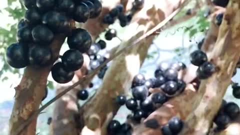 Jaboticaba AKA Brazilian Tree Grape! 🌳🍇